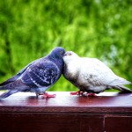 آشنایی با مراکز رسمی مشاوره ازدواج